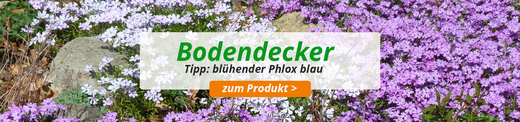 Bodendecker