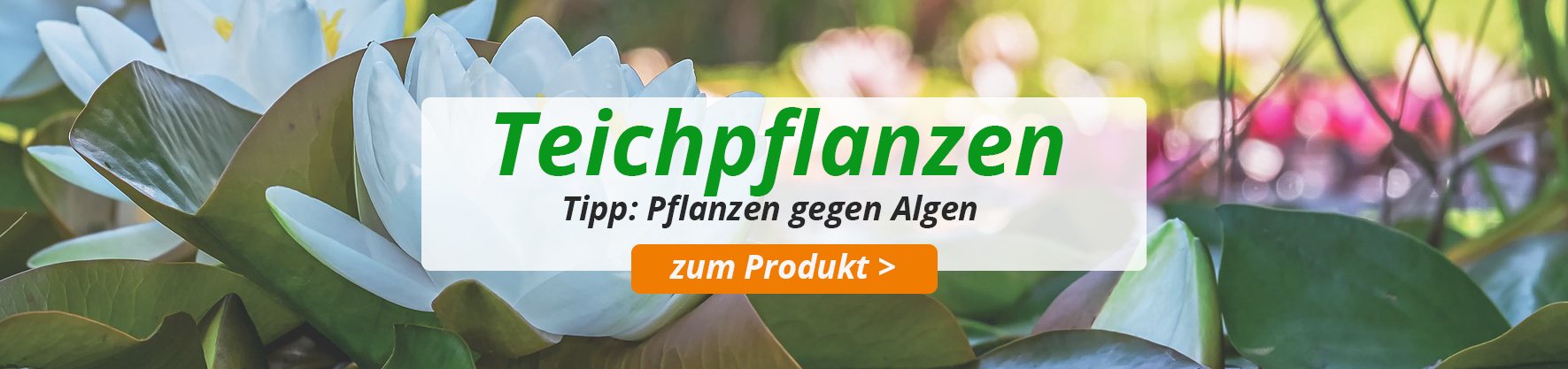 Teichpflanzen