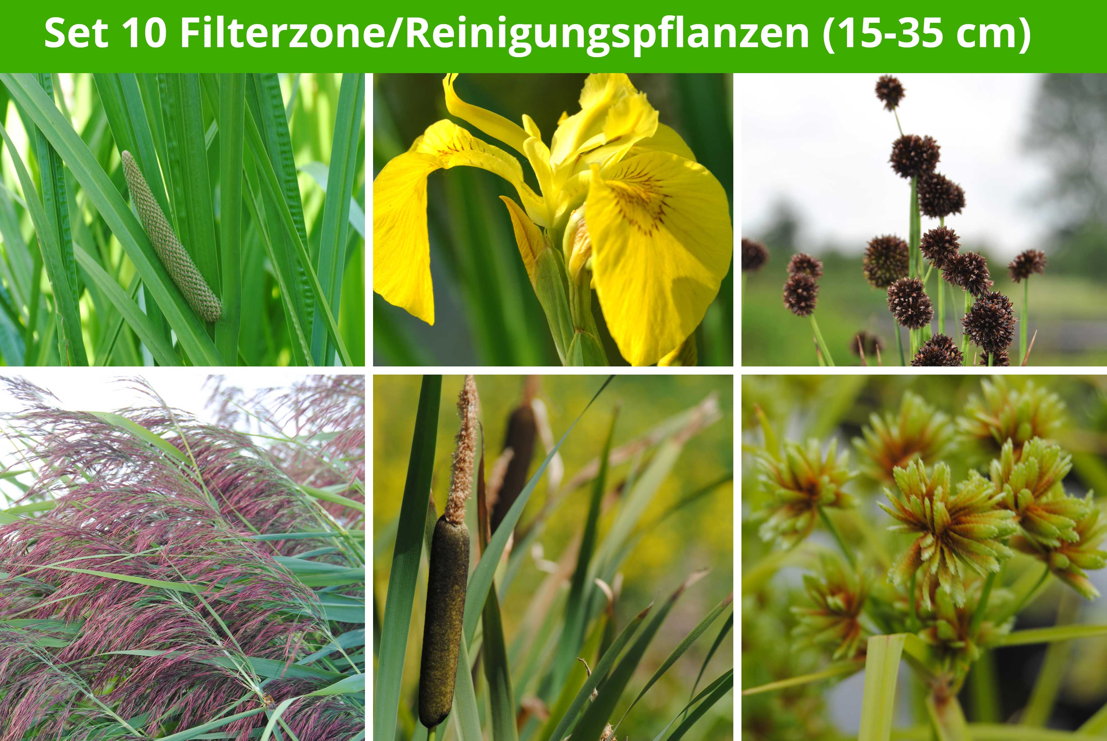 6 er Sortiment Filterzone/Reinigungspflanzen (15 35 cm) online kaufen