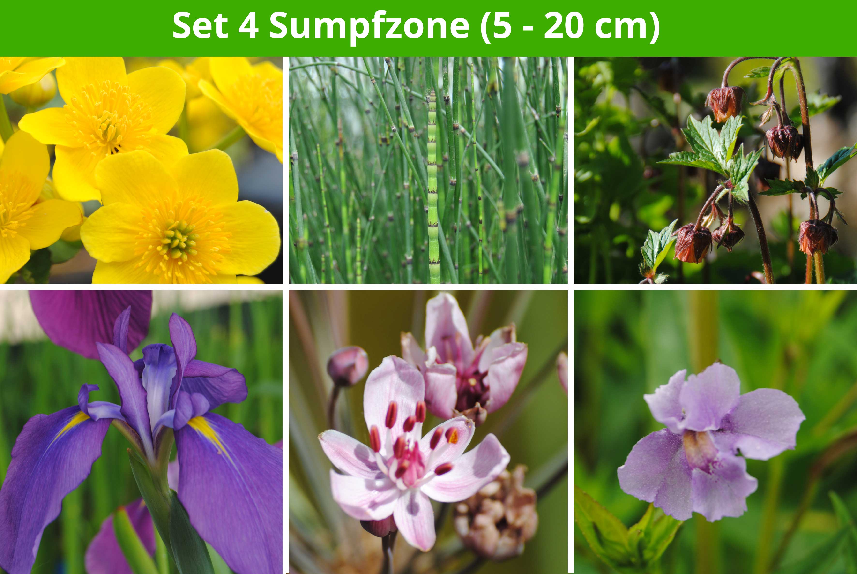 10 Teichtöpfe für die Sumpfzone 5-20cm Teichpflanzen Wasserpflanzen 