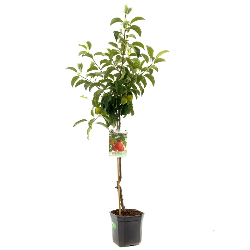 Apfelbaum Malus dom. Pinova Baum online kaufen