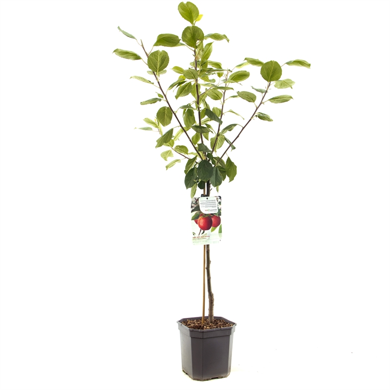 Apfelbaum Malus dom. Selena Baum online kaufen