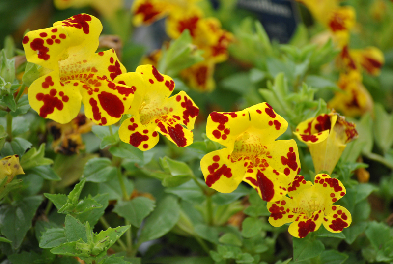 Gauklerblume gefleckt Mimulus luteus Grandiflora online kaufen
