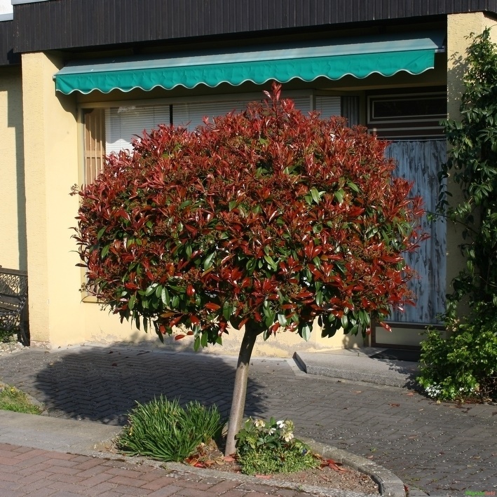 Photinia fraseri Hochstamm Glanzmispel Red Robin 80-100cm 