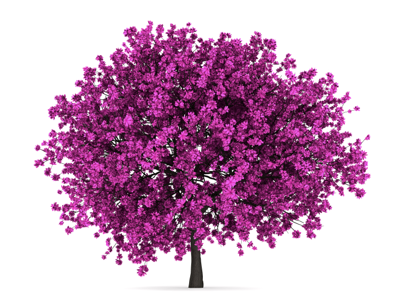 Blutahorn Baum Kaufen Blutahorn Baum Kaufen