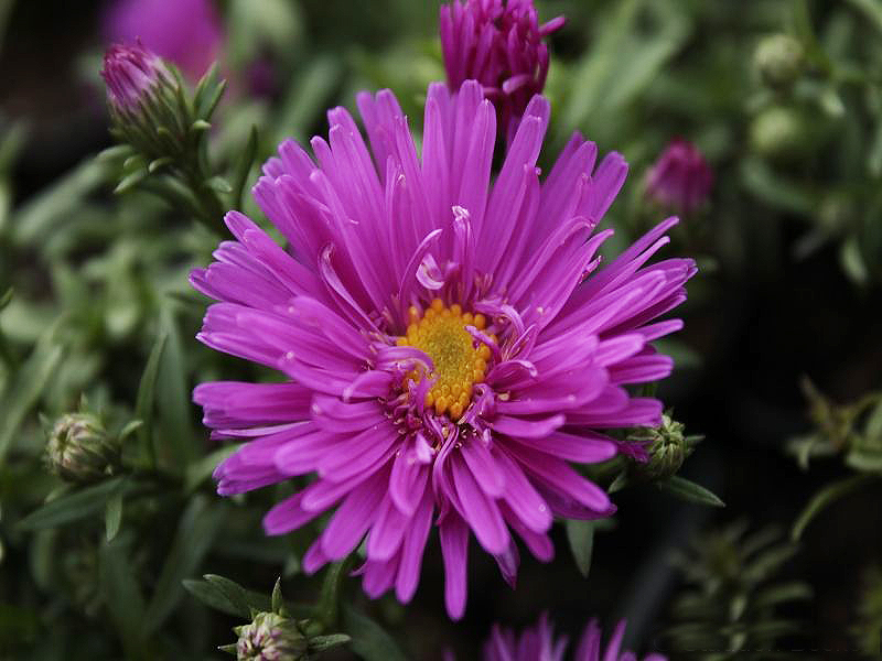 Kissen-Aster - dumosus 'Bahamas' | online kaufen