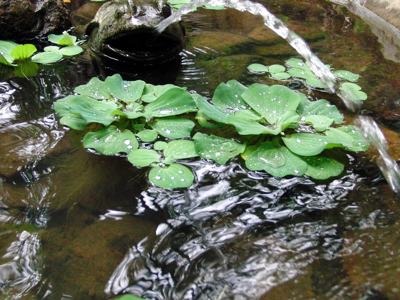 pistia floating piste stratiotes muschelblume hippopx