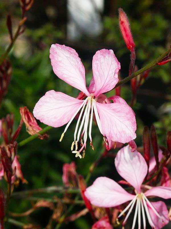 Gaura lindheimeri Prachtkerze