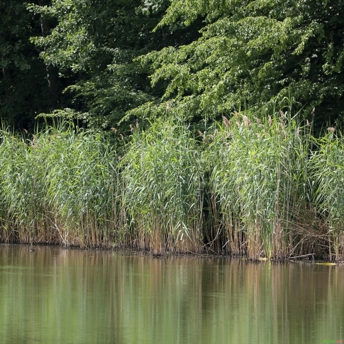 Schilf Phragmites Australis Online Kaufen