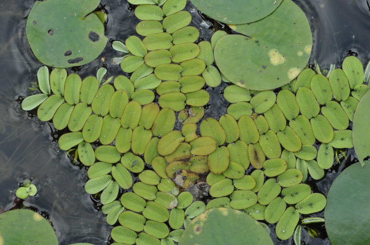 Schwimmfarn Salvinia natans online kaufen