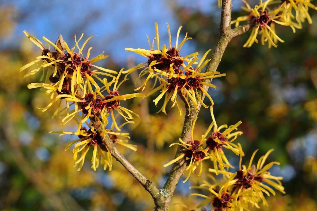 Zaubernuss Hamamelis online kaufen