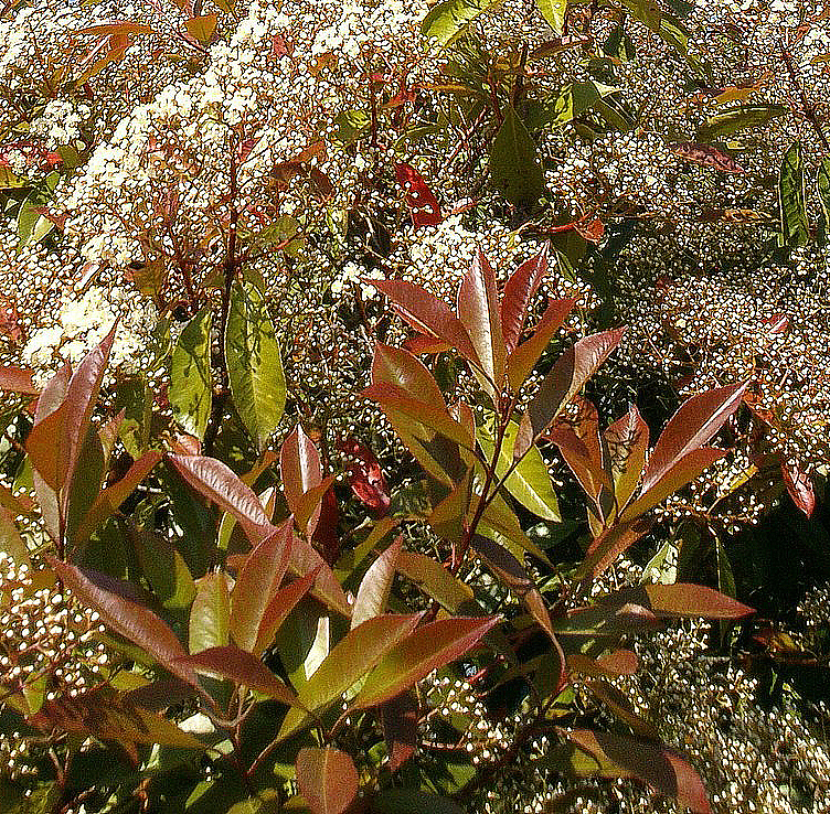 Rote Glanzmispel 'Red Robin' - Photinia Fraseri 'Red Robin' - 60-100 Cm  Containerware - Garten Von Ehren