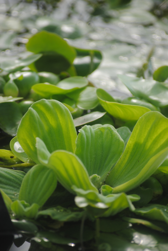 muschelblume pistia stratiotes