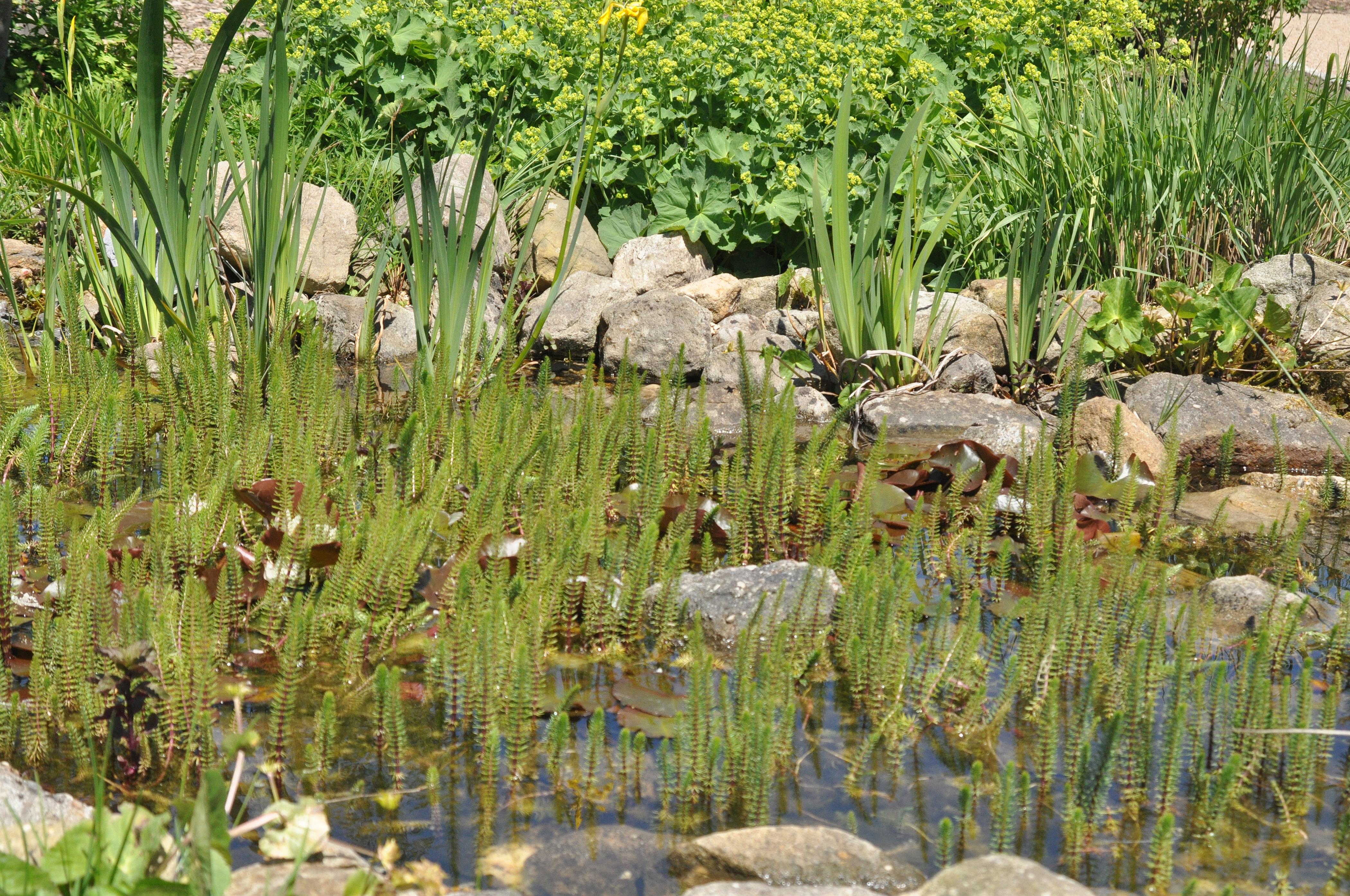 Tannenwedel Hippuris vulgaris online kaufen