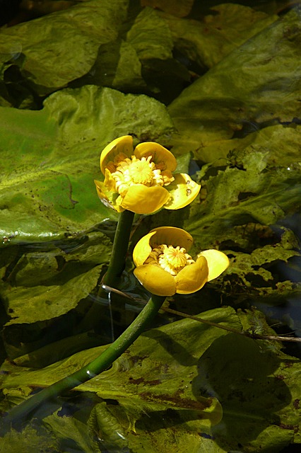 Mühlan 2 x wurzelnackte Gelb blühende Teichmummel Nuphar Lutea Einheimische Teichrose/Seerose winterharte Pflanze 