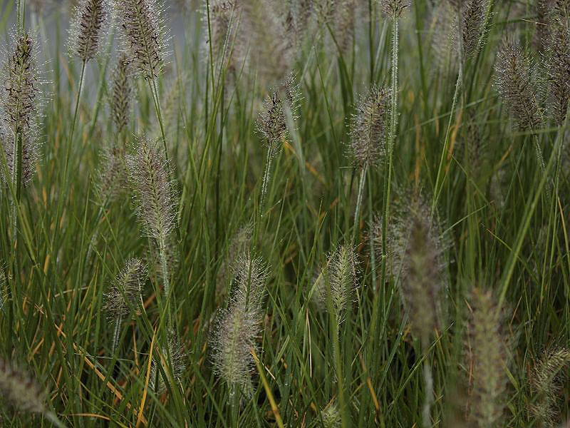 Pennisetum ( Lampenputzergras ) - | alopecuroides Bunny\' \'Little kaufen online